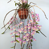 Den. pierardii .